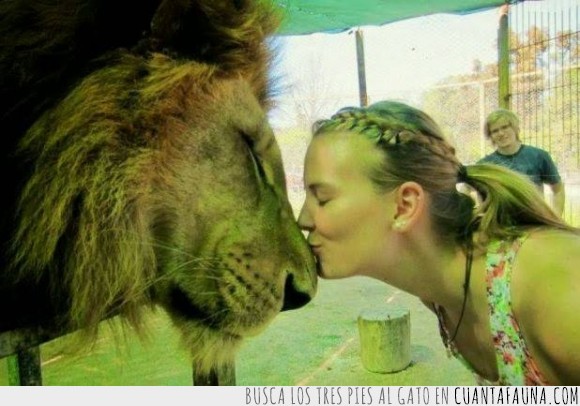 león,buenos dueños,no hay leones agresivos si no dueños agresivos,cariño,beso,chica,besar,morro,hocico